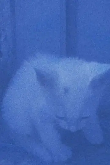 Постер к фильму "I went to the garden of love, reel 1: the cats rescued last night (January 23, 2024)" #198229