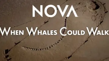 Задник к фильму "When Whales Could Walk" #196153