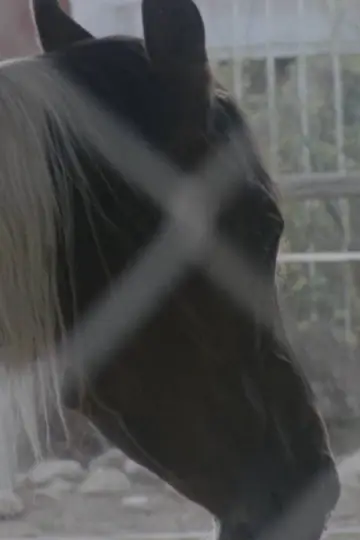 Постер к фильму "Horse Girl" #1012090