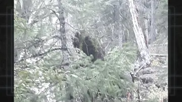 Задник к фильму "Bigfoot Evidence: Oregon" #984738