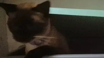 Задник к фильму "O gato voador" #199724