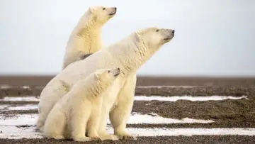 Задник к фильму "L