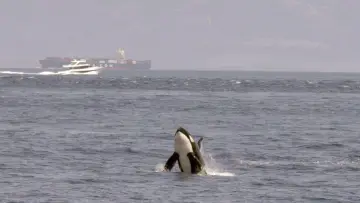 Задник к фильму "Achtung Orcas! Gefahr vor Gibraltar?" #1009864