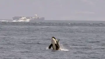 Задник к фильму "Achtung Orcas! Gefahr vor Gibraltar?" #351135
