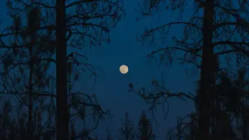 Задник к фильму "Сны поездов" #773317
