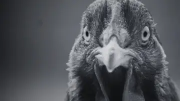 Задник к фильму "¿Por qué la gallina cruzó el camino?" #352947