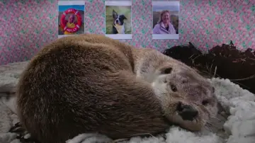 Задник к фильму "Billy & Molly: An Otter Love Story" #1015072