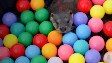 Задник к фильму "Billy & Molly: An Otter Love Story" #1015074