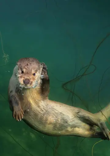 Постер к фильму "Billy & Molly: An Otter Love Story" #1015084