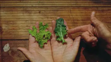Задник к фильму "Lichens Are the Way" #1015907