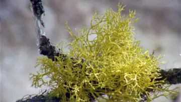 Задник к фильму "Lichens Are the Way" #1015909