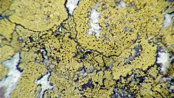 Задник к фильму "Lichens Are the Way" #1015910