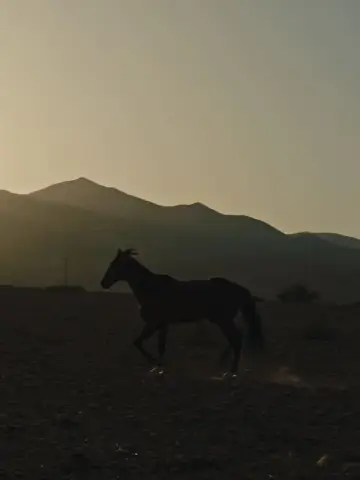Постер к фильму "Pourquoi As-Tu Laissé le Cheval à sa Solitude?" #465322