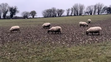 Задник к фильму "A Field of Sheep" #416507