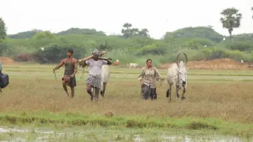 Задник к фильму "பைசன் காளமாடன்" #786332