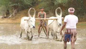 Задник к фильму "பைசன் காளமாடன்" #786347