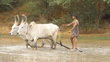Задник к фильму "பைசன் காளமாடன்" #786349