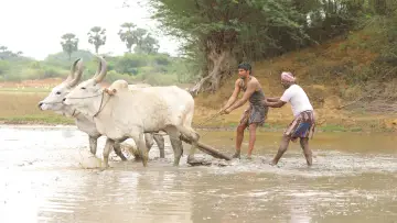 Задник к фильму "பைசன் காளமாடன்" #786357