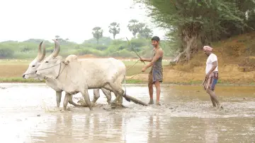 Задник к фильму "பைசன் காளமாடன்" #786358