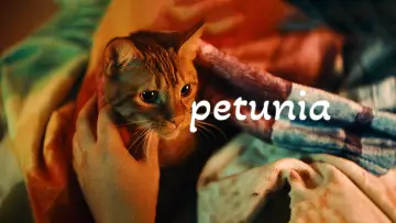 Задник к фильму "Petunia" #883290