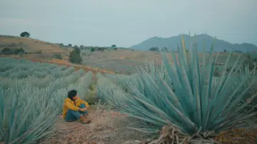 Задник к фильму "Agaves al alba" #477744