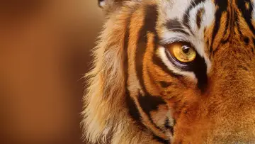 Задник к фильму "Tigers on the Rise" #1077543
