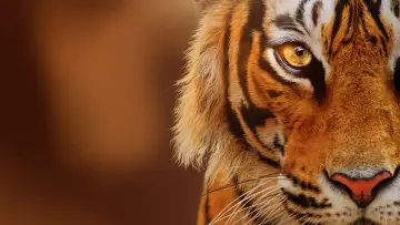 Задник к фильму "Tigers on the Rise" #1077545