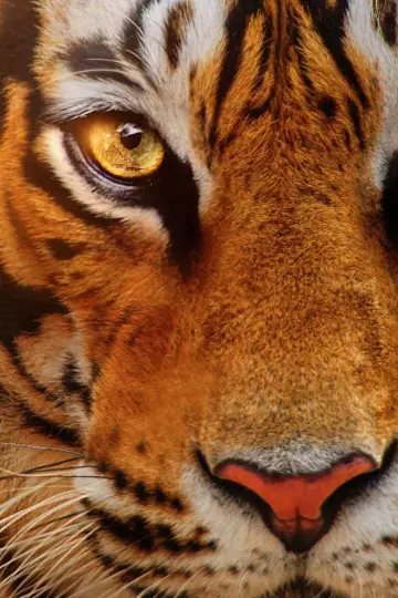 Постер к фильму "Tigers on the Rise" #1077553