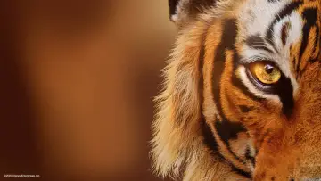 Задник к фильму "Tigers on the Rise" #463672
