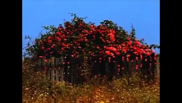 Задник к фильму "Sem TÍtulo #9: Nem Todas as Flores da Falta" #460446