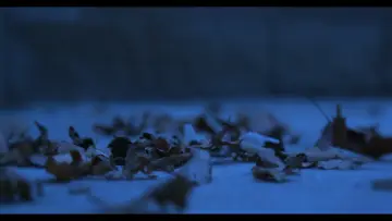 Задник к фильму "Blood Is Thicker Than Water" #429514