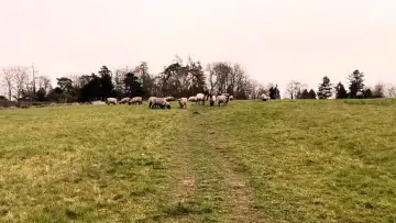 Задник к фильму "A Field of Sheep Part 2" #431440