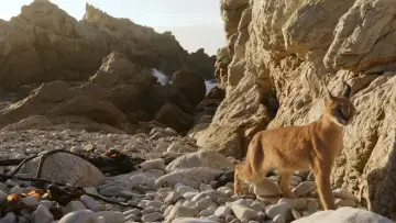 Задник к фильму "Caracal: La Société du chat solitaire" #1078471