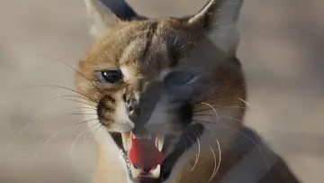 Задник к фильму "Caracal: La Société du chat solitaire" #435615