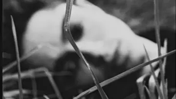 Задник к фильму "Amos, Vogel" #1144875