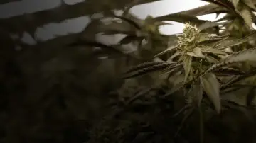Задник к фильму "Cannabis : Une enquête de Mathieu Kassovitz et Antoine Robin" #443940