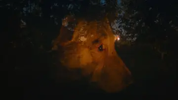 Задник к фильму "Dreaming Dogs" #1090796