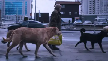 Задник к фильму "Dreaming Dogs" #448904