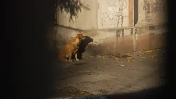 Задник к фильму "Ni siquiera las flores" #1093121