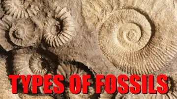 Задник к фильму "The Six Main Types of Fossilization Explained" #458621