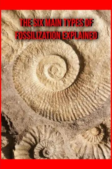 Постер к фильму "The Six Main Types of Fossilization Explained" #458622