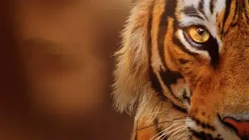 Тигры: Создание фильма постер
