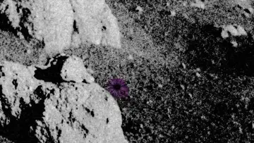 Задник к фильму "Do Flowers Grow on the Moon?" #480698