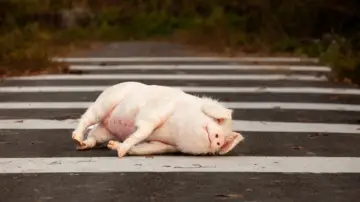 Задник к фильму "Pig at the Crossing" #738108