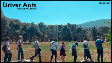 Задник к фильму "Driver Ants" #1113690