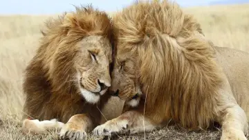 Задник к фильму "Second Nature: Gender and Sexuality in the Animal World" #955993