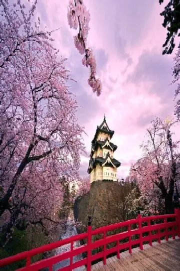 Постер к фильму "絶景!さくら列島、春爛漫" #943239
