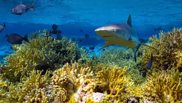 Задник к фильму "Protecting Paradise: The Story of Niue" #737827