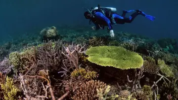 Задник к фильму "Super Reefs" #504093