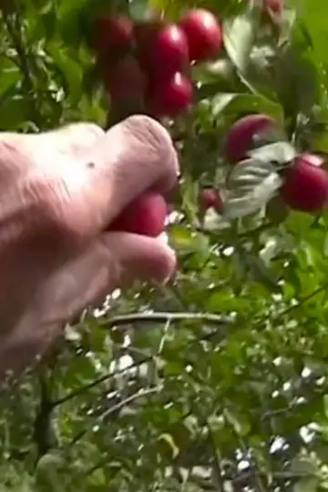Постер к фильму "La prunelle rouge" #1138173